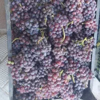 سبدی ا نگور یاقوتی و انگور سفید