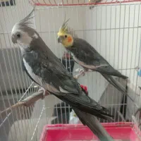 عروس تاج پرنس