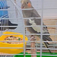 عروس هلندی ماده سرحال