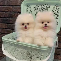 سگ توله پامر pomeranian پامرانین خرسی ۳ ماه
