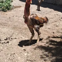 خروس لاری و مرغ