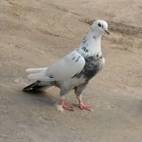 4عدد کبوتر سالم