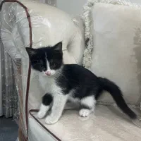 بچه گربه نر ۳ ماهه