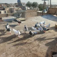 فروش کبوتر