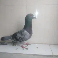 کبوتر پرشی