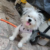 سگ شیتزو