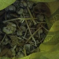 سیر|خوردنی و آشامیدنی|قوچان, |دیوار