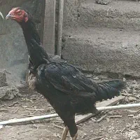 مرغ لاری اصیل افغان
