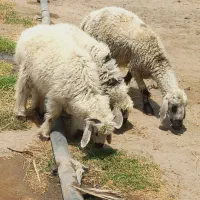 کاور دو قلو زا (رودبار شاه آباد)