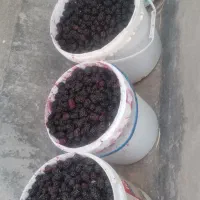 شاتوت