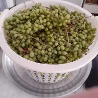 غوره‌ روستایی