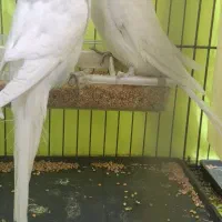 دو جفت مرغ عشق انگلیسی گریدA