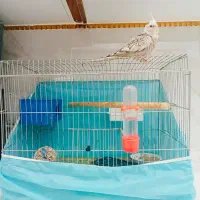 عروس هلندی سخنگوبا قفس