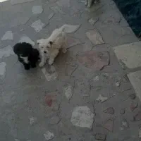 سگ پاکوتاه تریر