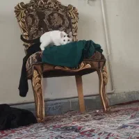 گربه|گربه|اسلام‌شهر, شهرک قائمیه|دیوار