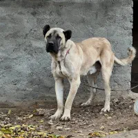 سگ سراب|سگ|اراک, |دیوار