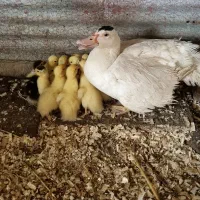 جوجه اردک اسرائیلی با مادر