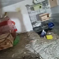 پرنده