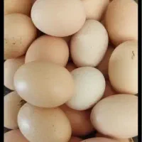 تخم مرغ خونگی با تغذیه دامداران