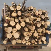خریدار و برش  انواع چوب باغی در محل تسویه آنی