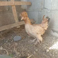 نیمچه سلطان