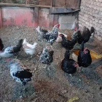 تخم مرغ نطفه دار گلین