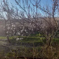 باغ ۱۱۰۰متر دارای خانه باغ