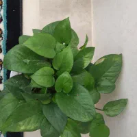 معاوضه گل با گل