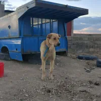 سگ خوبه
