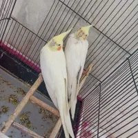 یه جفت عروس هلندی بفروش میرسد