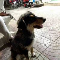 سگ ژرمن