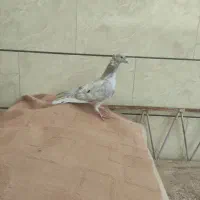 هفرنگ