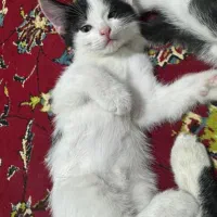 واگذاری رایگان بچه گربه