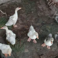غاز  گردن ماری
