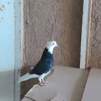شازده سیاه مهر تخت دم سفید