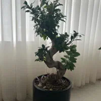 فروش گل بنسای