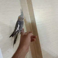 عروس هلندی ماده بالغ