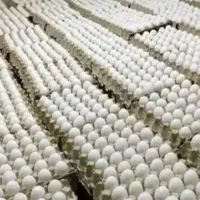 (خانم) جهت کار در انبار مرغداری کامل مطالعه کنید