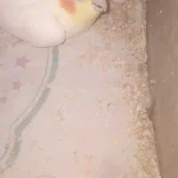 عروس هلندی جفت