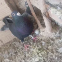 یه جفت آلمانی جوان خوراک جوجه وپرش