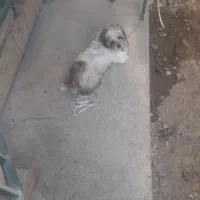 نژاد پودل  تریر یکسالو سه ماهه و  نَر هست