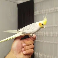 عروس هلندی اهلی نر