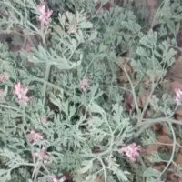 گیاه شاتره