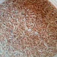 گندم. جو دار.  مخصوص دام