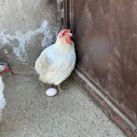 فروش مرغ تخمگذار