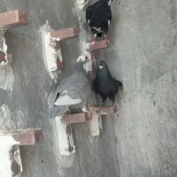 کفتر سوراخ