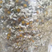 گل محمدی|گل و گیاه طبیعی|فیروزآباد (فارس), |دیوار