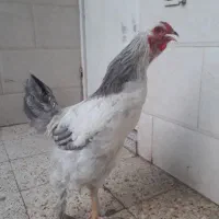 خروس برهما