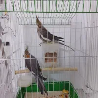 عروس هلندی