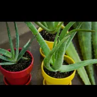 تعداد زیادی نهال آلوئه را